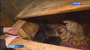 Приют для животных «Право на жизнь» в Костроме пережил в новогодние праздники небывалое пополнение