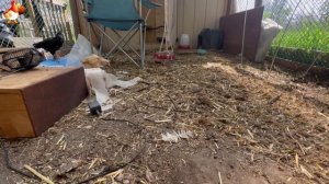 Любовь птицевода к Курочкам 🐥🐔🥚 Нежное видео 🐓 Версия (109)