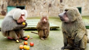 Такого ЖАДНОГО Ромео мы не видели! Эталон ЖЛОБСТВА! Джульетта тупит, в схемах не участвует!