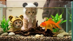 Котики и бабушки и аквариум