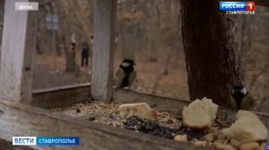 Учёные-орнитологи рассказали о вреде салютов для птиц