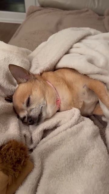 Хочу жить, как гусеница смотреть онлайн