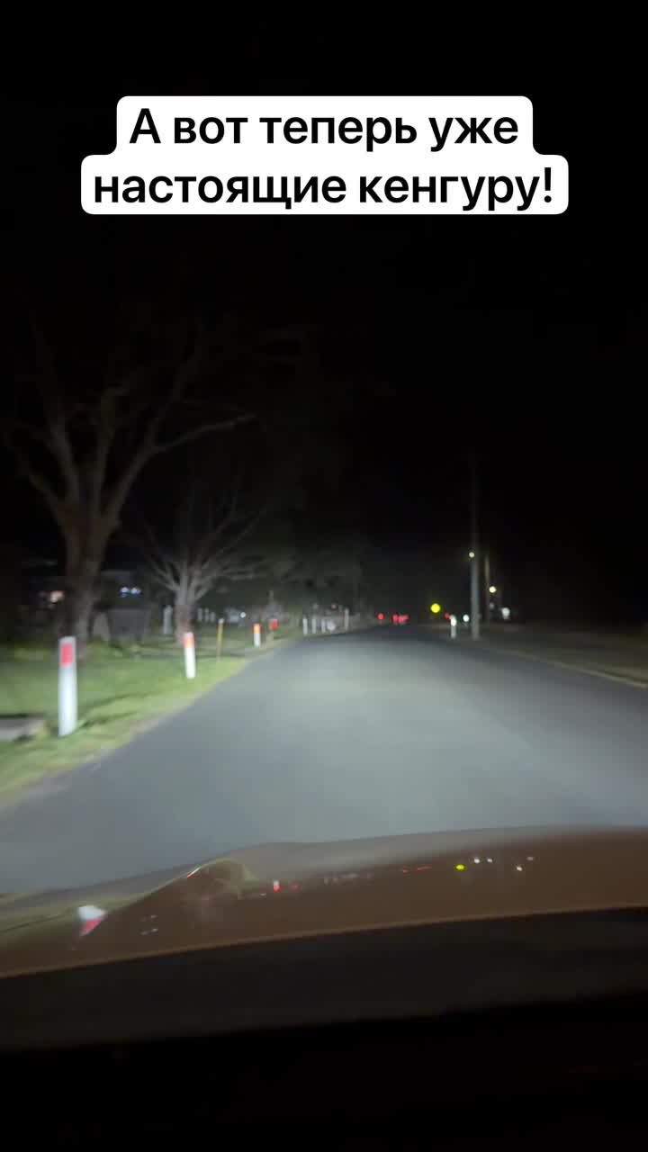 И вот они! Наконец пошли нормальные полноразмерные кенгуру!