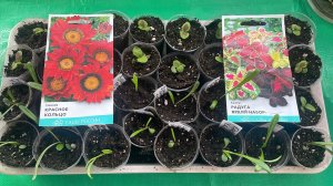 Пересаживаем рассаду Газании и Колеусов по отдельным сто граммовым стаканчикам