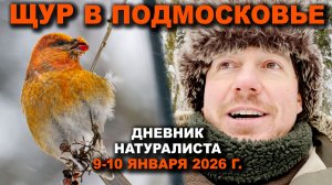 Щуры в Ольгинском парке. 9-10 января 2026 г.