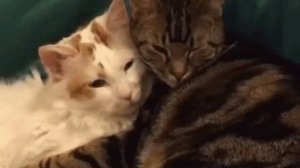 Поле. 6 глава.