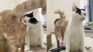 ПРИКОЛЫ С ЖИВОТНЫМИ😺🐶 | СМЕШНЫЕ КОТЫ и СОБАКИ😂