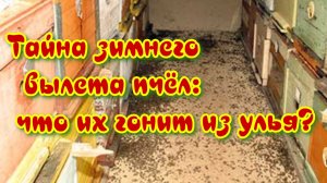Тайна зимнего вылета пчёл: что их гонит из улья?
