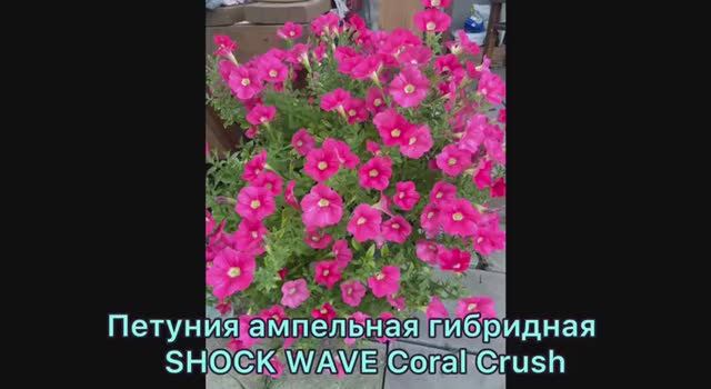 Ампельная гибридная петуния SHOCK WAVE Coral Crush, гибридная EASY WAVE NEON ROSE посеяла 09.01.2026