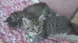 КОТЯТА ПОДРОСЛИ  //  ГОТОВИМ КОТЛЕТЫ // СВЯЗАЛА ШАПКИ  //ДОМАШНИЙ ВЛОГ___