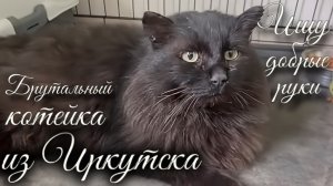 Ищу добрые руки. Брутальный котейка из Иркутска.