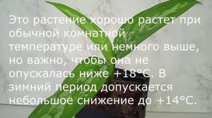Как поливать Аглаонему,  чтобы росла пышным кустиком