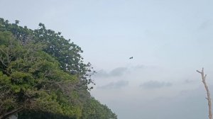 Летучая лисица, Камаду, Мальдивы (Fruit bat/Flying fox, Kamadhoo, Maldives)