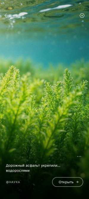 шоу шоу рисунки