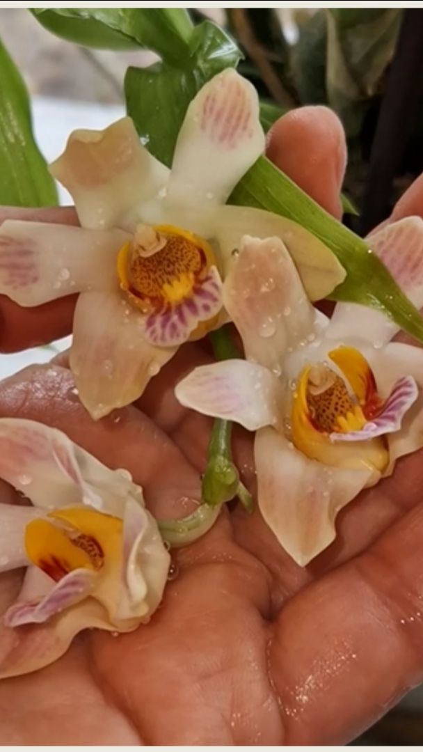 Хизис Лимингхей орхидея. Chysis limminghei #Chysis limminghei смотреть онлайн