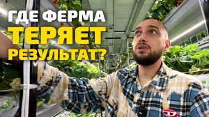 Обзор клубничной фермы в Ташкенте (Узбекистан)