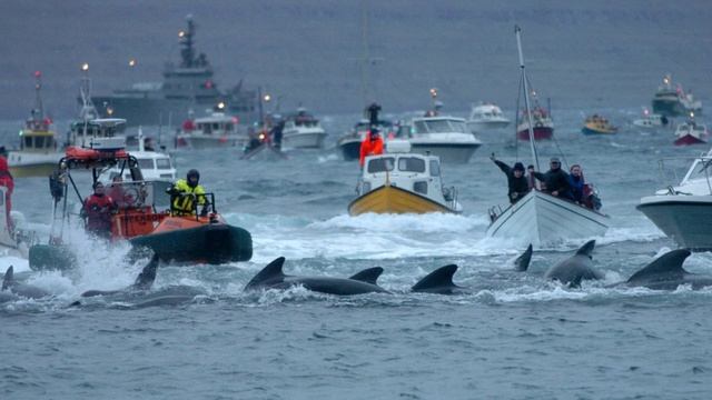 Массовые убийства — дельфинов, в Дании и Японии !