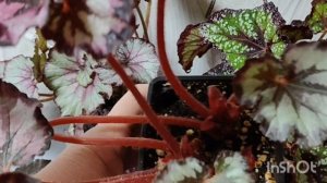 ПАРАД ВЗРОСЛЫХ БЕГОНИЙ🌺🌺🌺10-01-2026