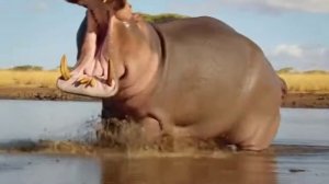 ПОЧЕМУ БЫ И НЕТ