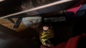 Застрявшего между труб кота спасли в Москве