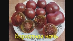 Каталог  томатов на  2026 год. Часть 1. г. Киров т.89229284031