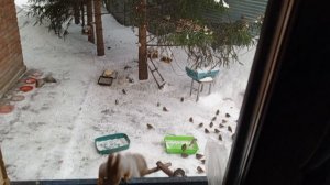 утро в диком зоопарке