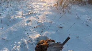 Охота 2026, сезон касача, ч. 2