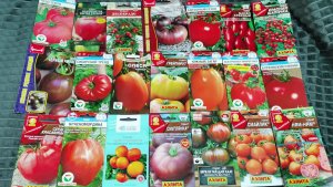 Мучительный выбор семян томатов для открытого грунта на сезон 2026. Как быть?