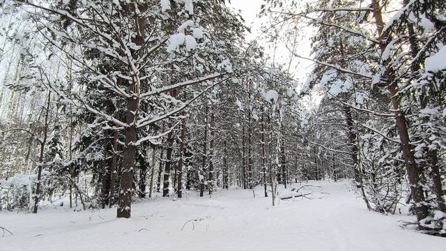 Заснеженный лес. ч.4. Январь 2026