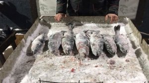 улов форели у Александра