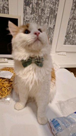 Мася и колокольчик