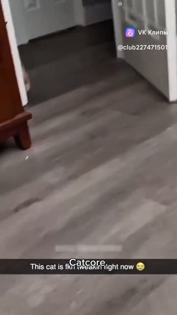 смешные мурзики