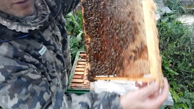 Проверка матки БАКФАСТ,и наличие расплода смотреть онлайн