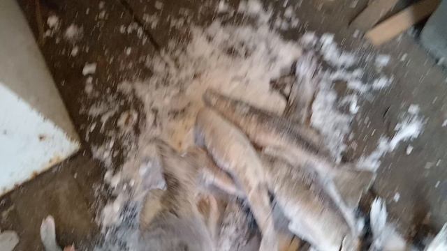 Наш сегодняшний улов)) 🐋🐋🐋 Судаки, большая щука) Карелия ❤️ смотреть онлайн