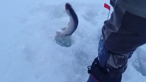 Рыбалка на жерлицы.До обеда натоскали и домой.