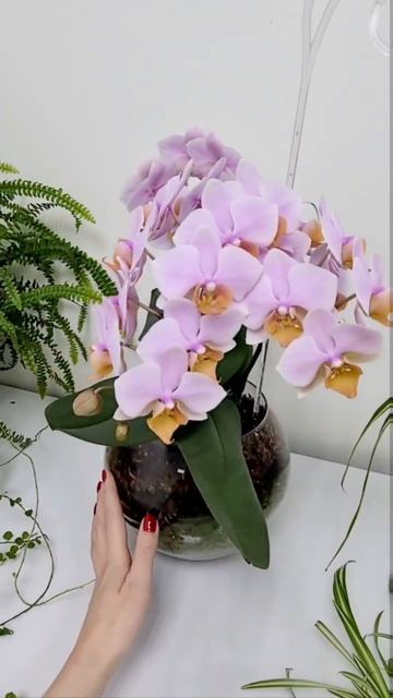 Орхидея в сфагнум фускум