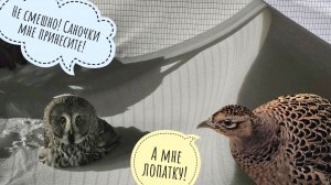 Кто натоптал на снегу? Опять гости в Совином Доле у совы Ёлки! Артём радуется замечательной погоде