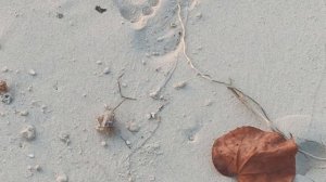 Крабовая норка и горсть крабов, Мальдивы (A crab's hole and a lot of crabs, Maldives)