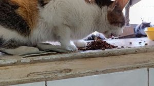 Гости за гостями