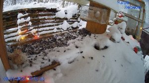 🔴 24 LIVE Кормушка. С НОВЫМ 2026 ГОДОМ!