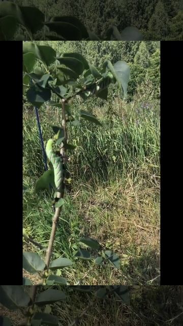 Ленинградская область. Хвойное. 26.07.2024. Гусеница на сирени (Бражники-ночные бабочки)
