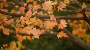 Тьма ответила. Страшные. Мистические. Творческие истории. Хоррор