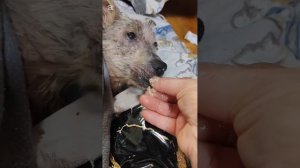 У Снежка состояние стабильно лежачее