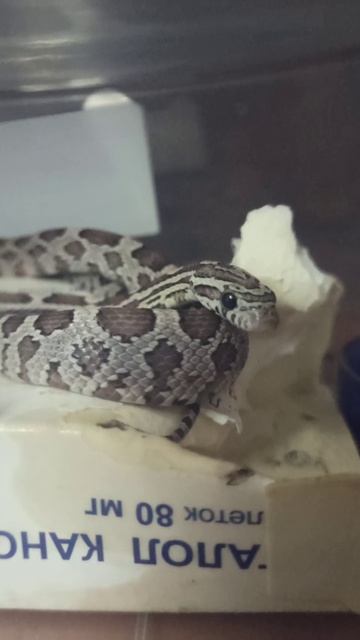 Наеденый ребёнок. 4 января 2025 г. смотреть онлайн