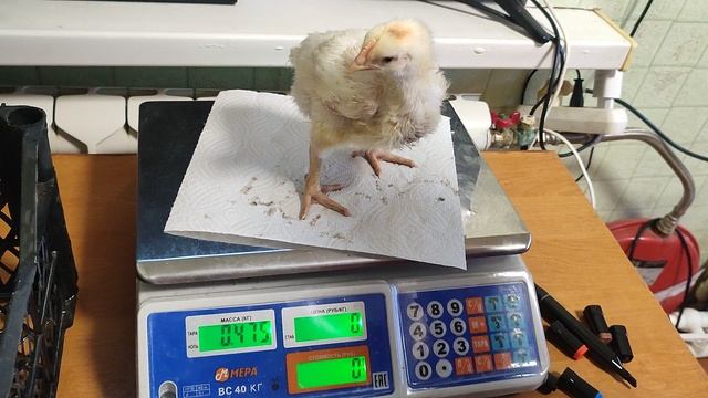 14 суток бройлеру Росс 308, взвешиваем смотрим прирост смотреть онлайн