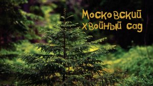 Хвойный сад для Москвы.