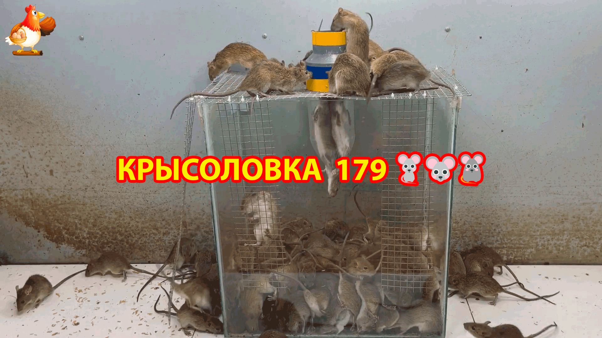 Крысоловка вариант (179) 🐀 Как сделать крысоловку своими руками и поймать кучу крыс 🐀🐁🐀
