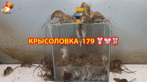 Крысоловка вариант (179) 🐀 Как сделать крысоловку своими руками и поймать кучу крыс 🐀🐁🐀
