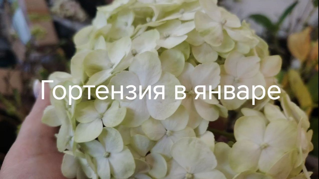 Зимовка крупнолистной гортензии первая декада января смотреть онлайн
