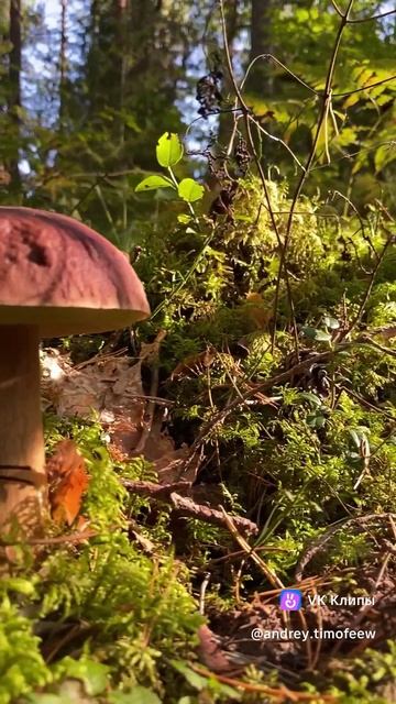 Тихая охота